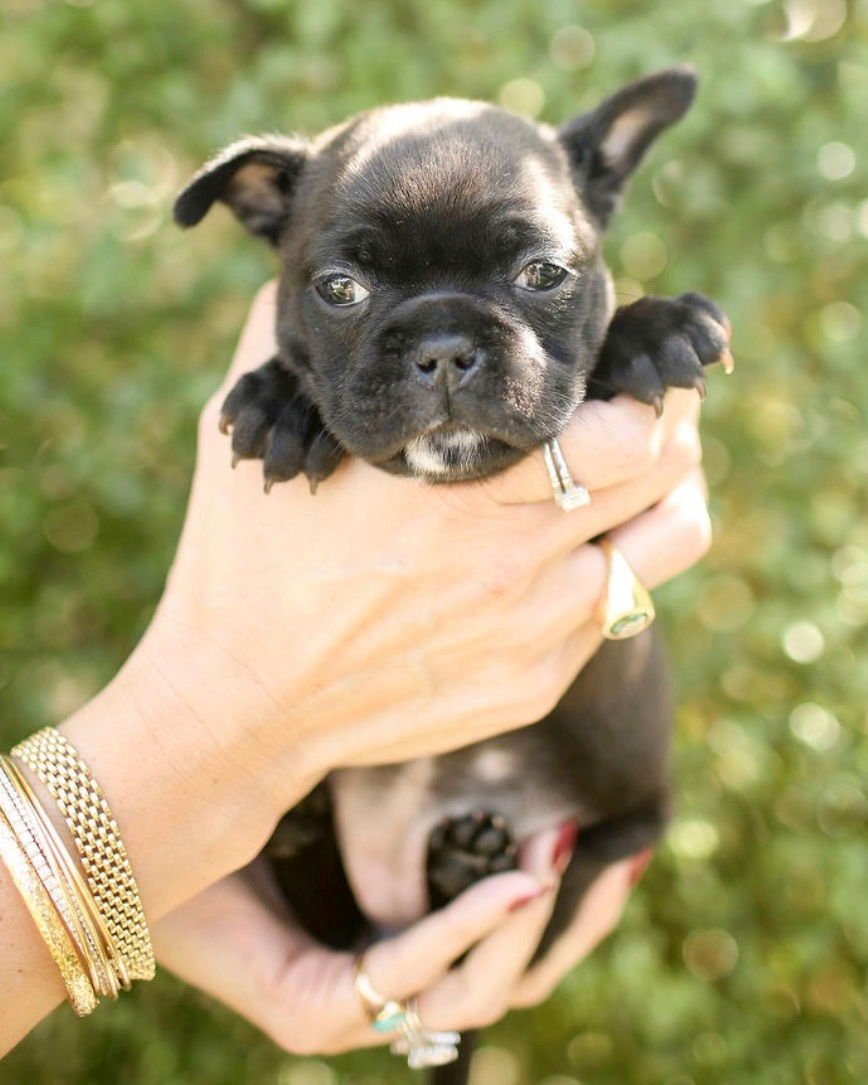 FRENCHI - French Bulldog / Boston Terrier available for adoption