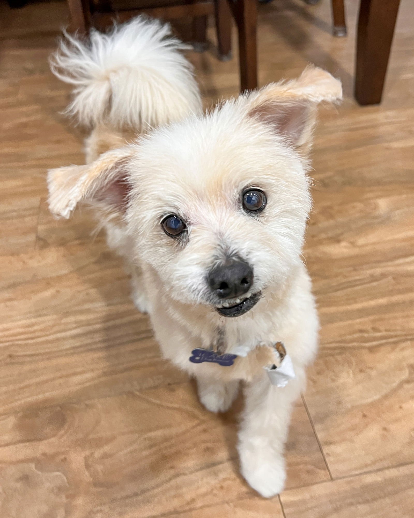PANCAKE - Maltese available for adoption