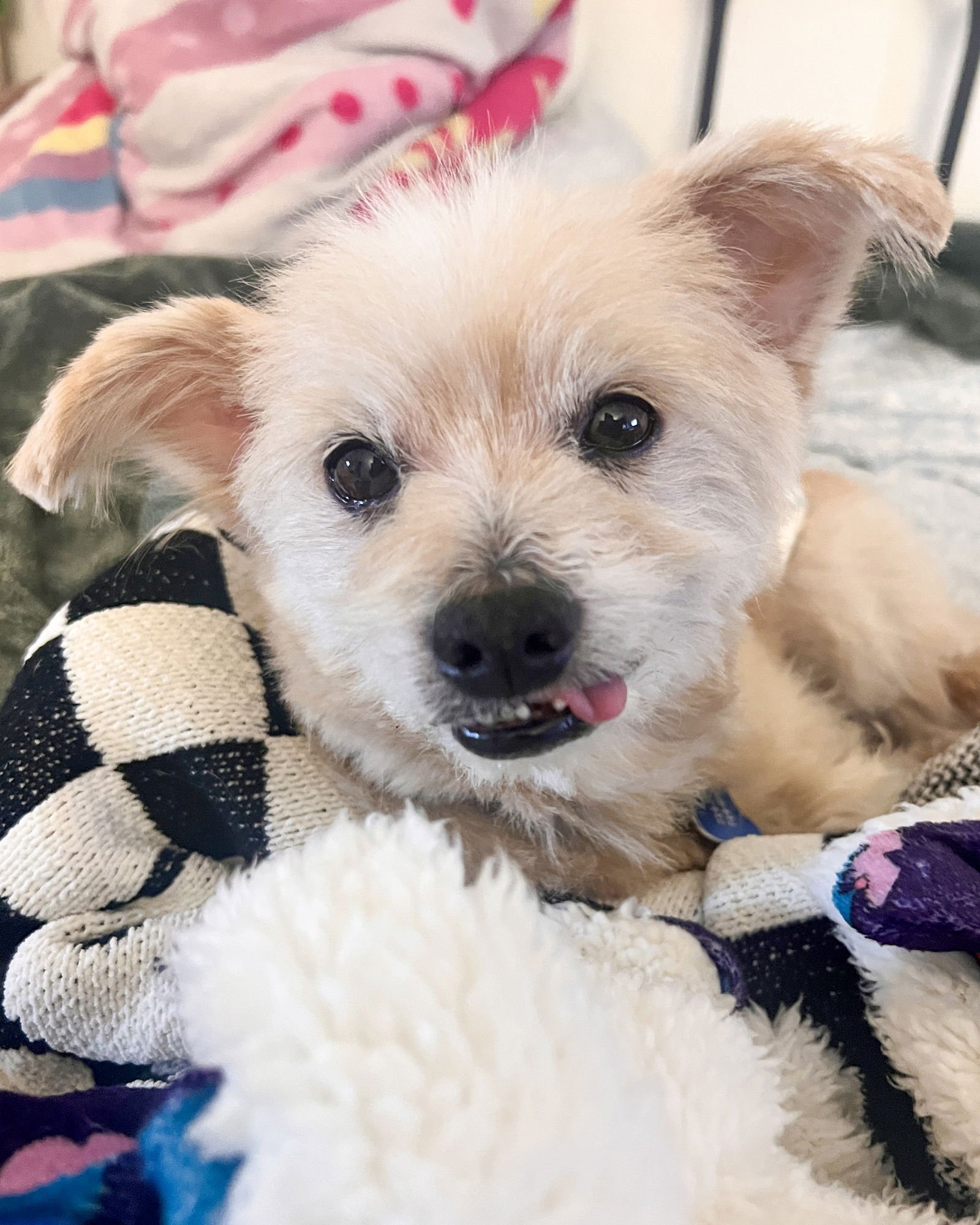 PANCAKE - Maltese available for adoption