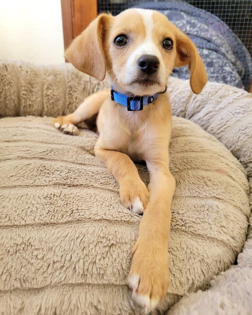 MAX - Chihuahua available for adoption