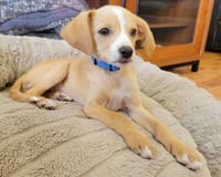 Max - Photo 2