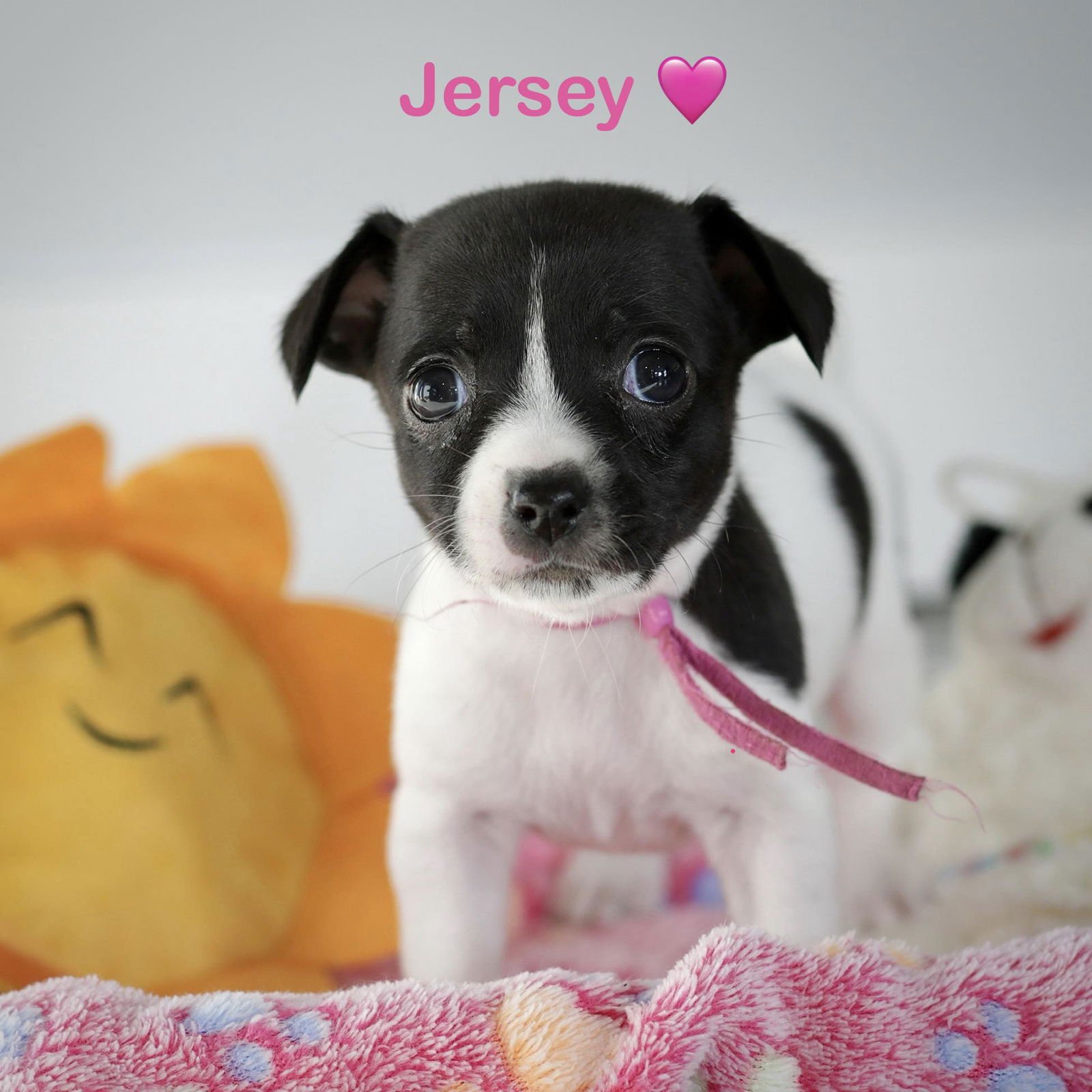 JERSEY - Chihuahua / Terrier available for adoption