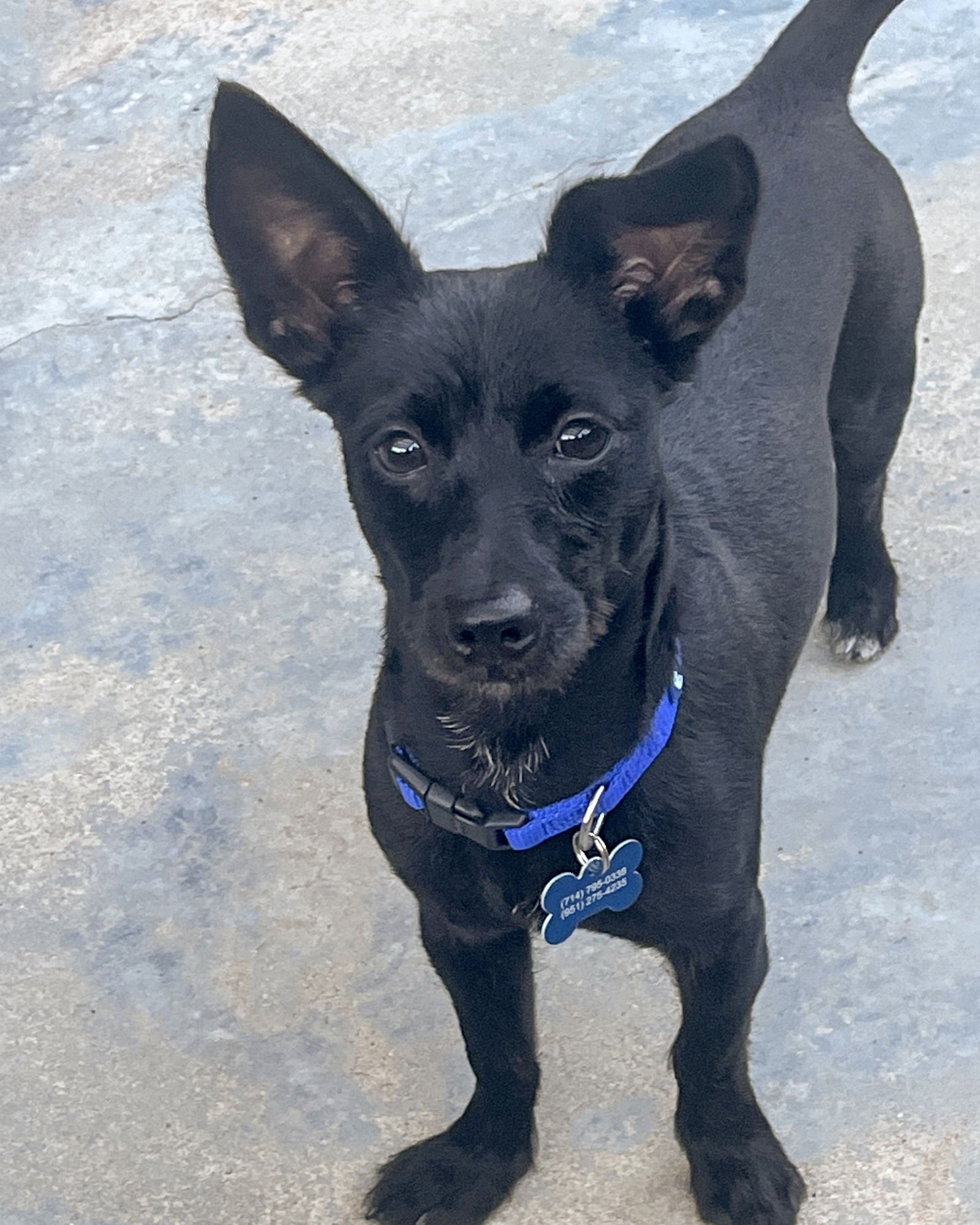 REMY - Terrier available for adoption