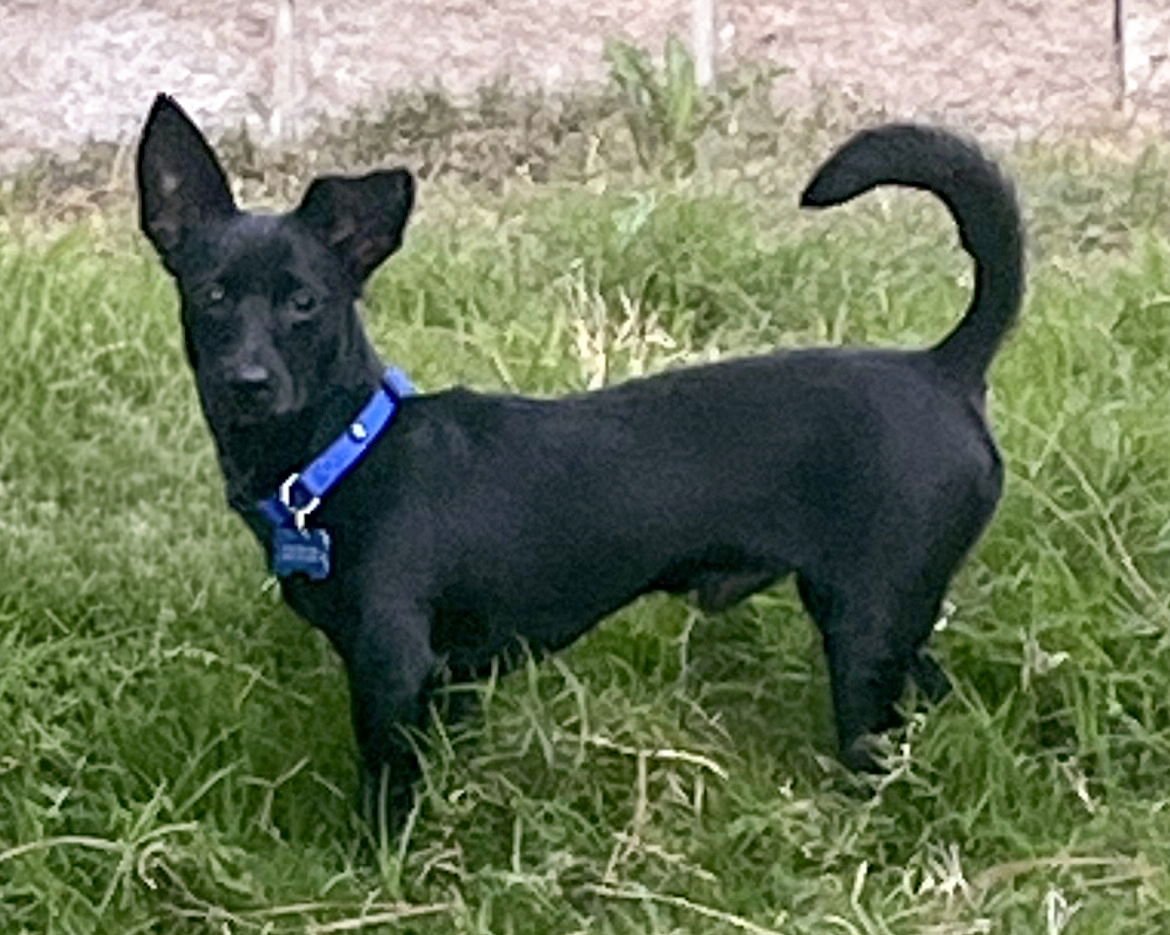 REMY - Terrier available for adoption