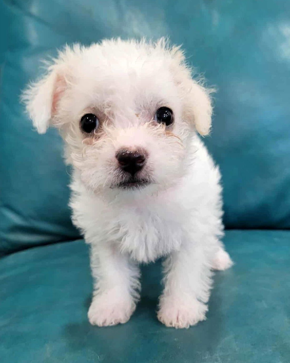 PINKY - Poodle (Miniature) / Terrier available for adoption