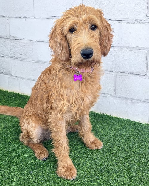 SAGE - Poodle (Standard) / Labrador Retriever available for adoption
