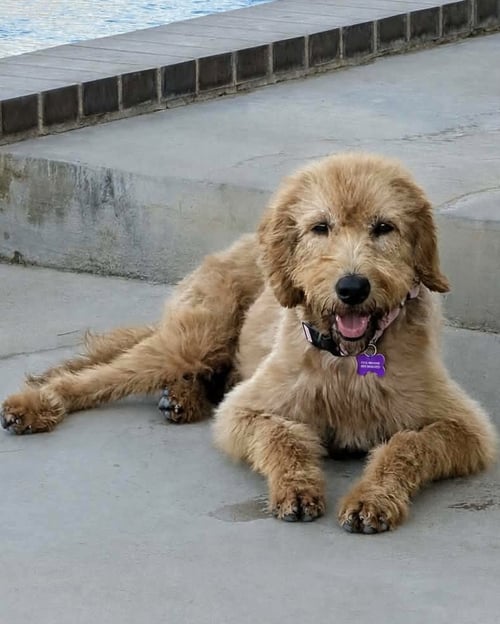SAGE - Poodle (Standard) / Labrador Retriever available for adoption