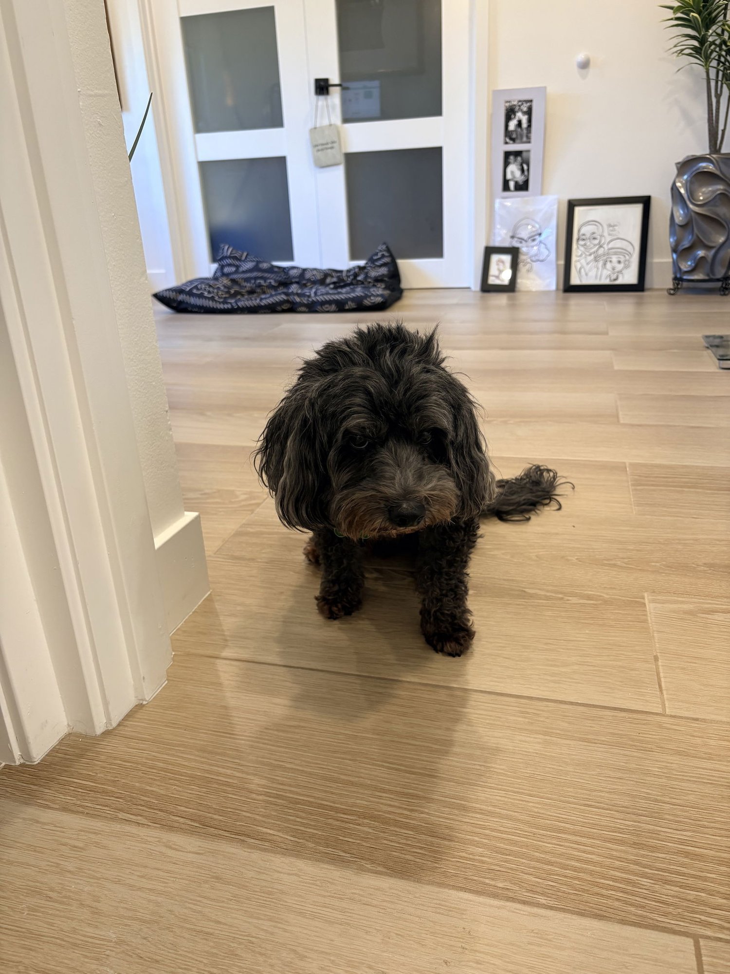 MODELO - Lhasa Apso available for adoption