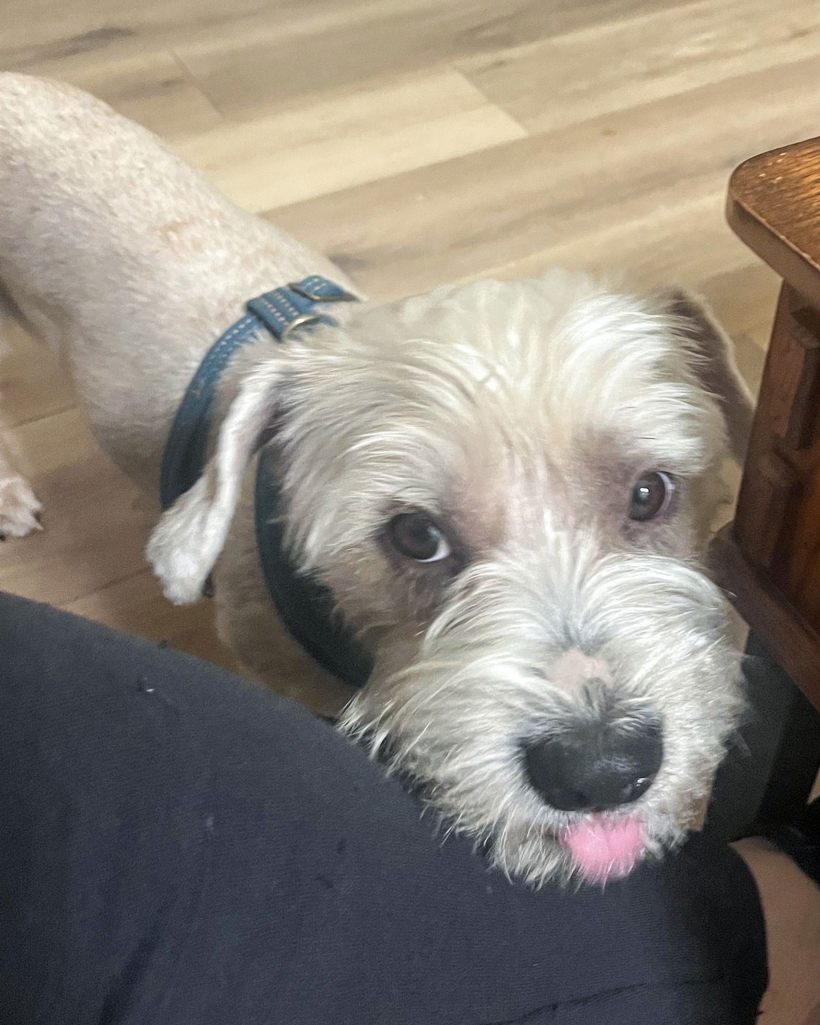 MARTY MCFLY - Maltese available for adoption