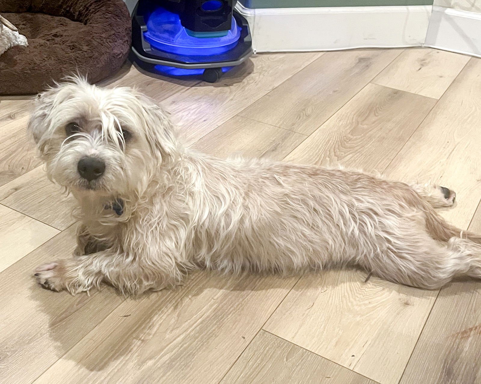 MARTY MCFLY - Maltese available for adoption