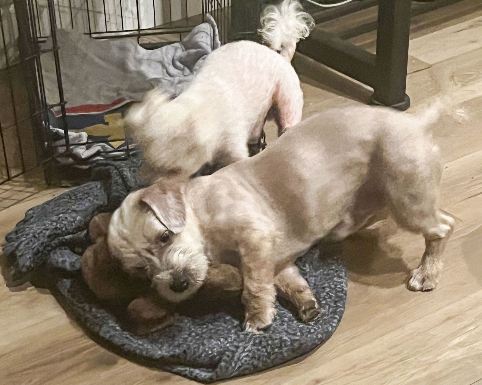 Marty McFly - Photo 4