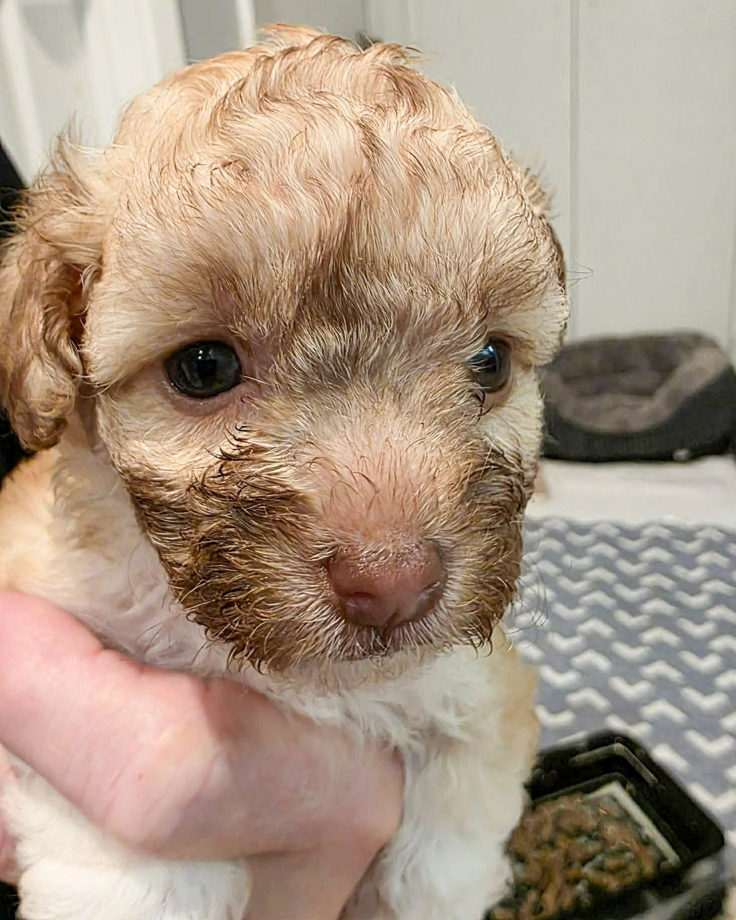 MANDIE - Poodle (Miniature) available for adoption