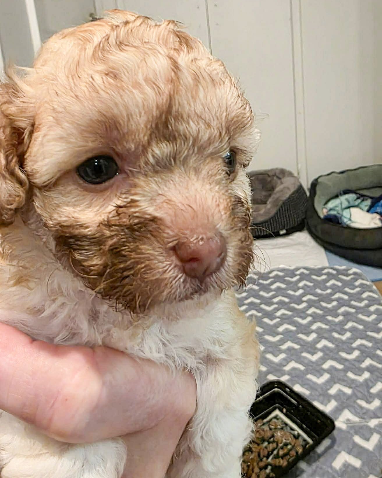 MANDIE - Poodle (Miniature) available for adoption