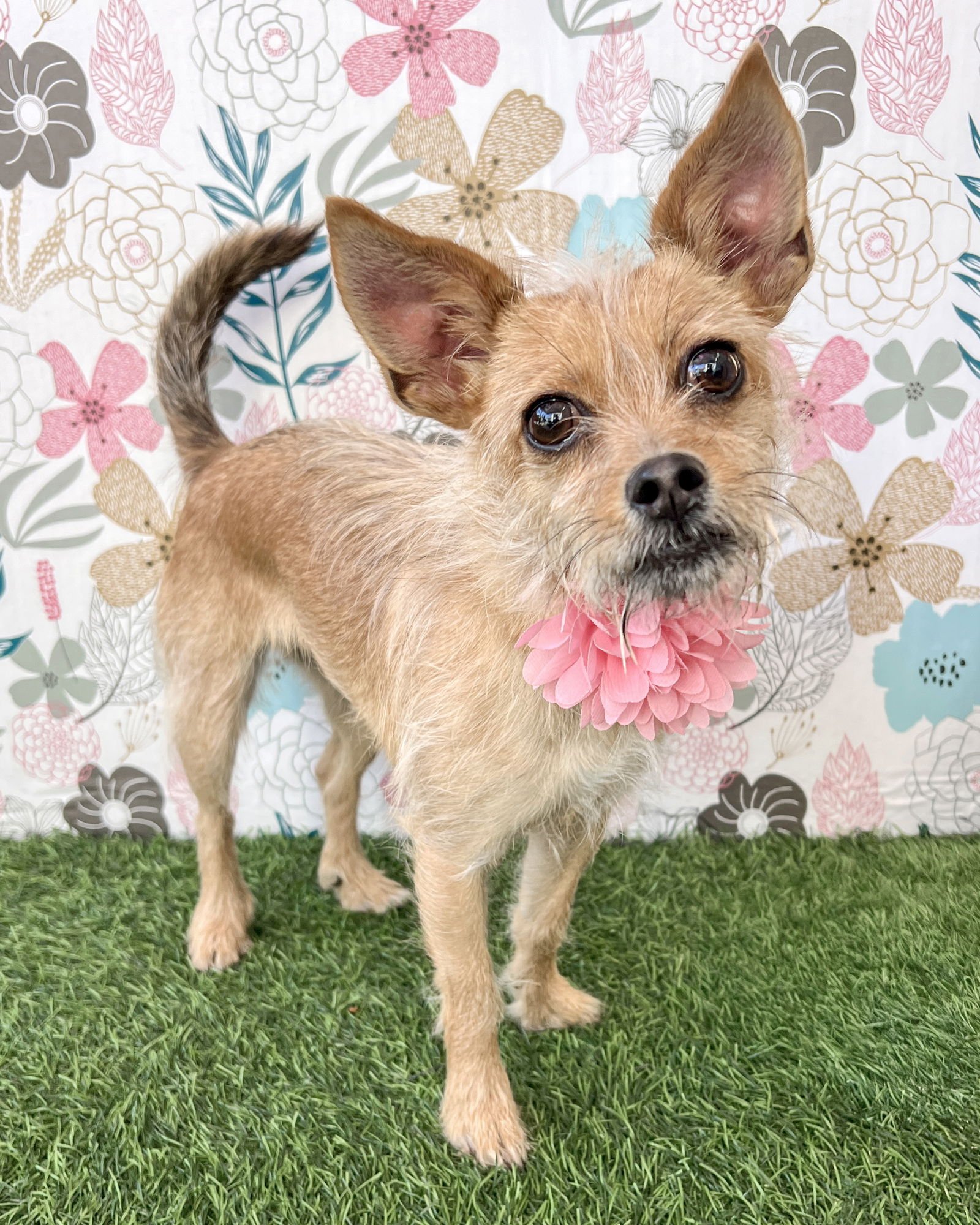 NALA - Terrier available for adoption