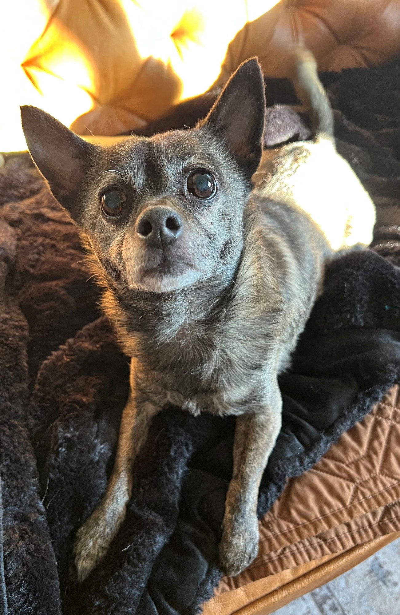 ALFALFA - Chihuahua available for adoption