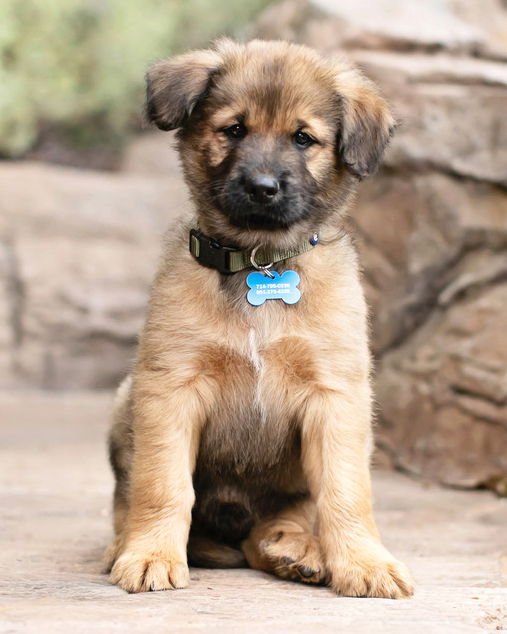 STETSON - Shepherd / Husky available for adoption