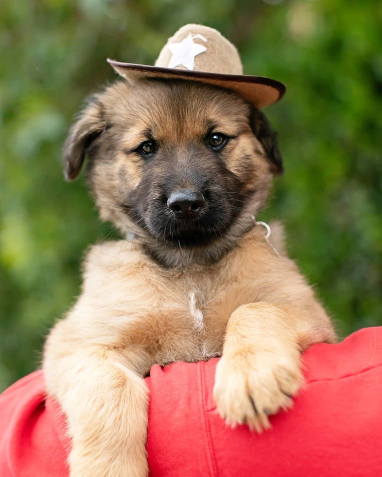 STETSON - Shepherd / Husky available for adoption