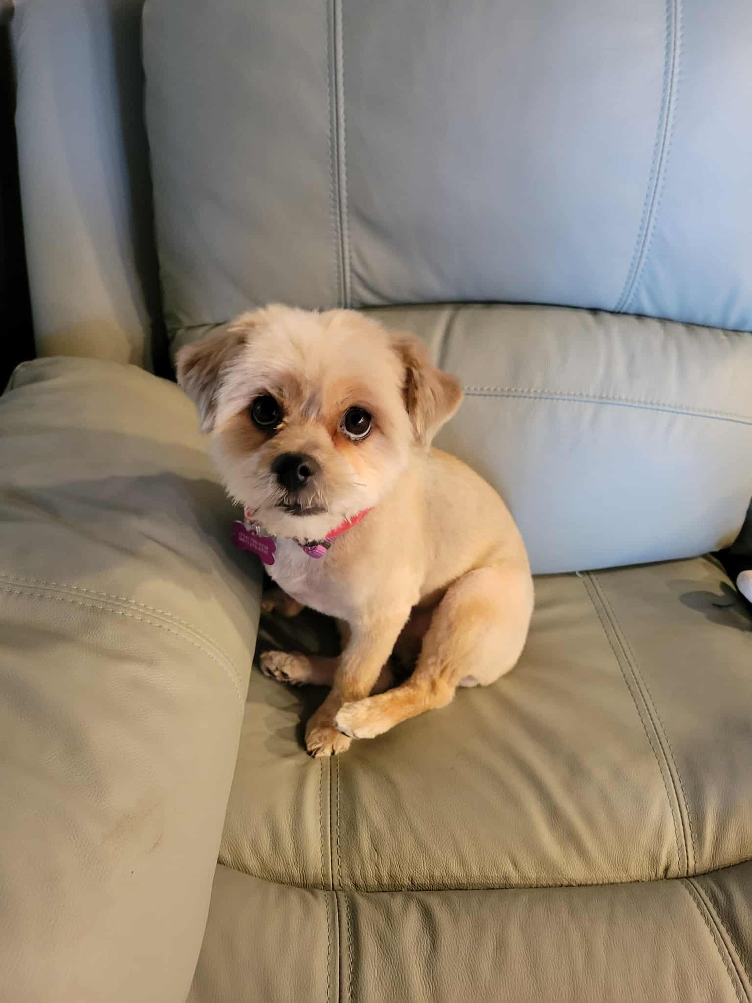SQUIRT - Shih Tzu available for adoption