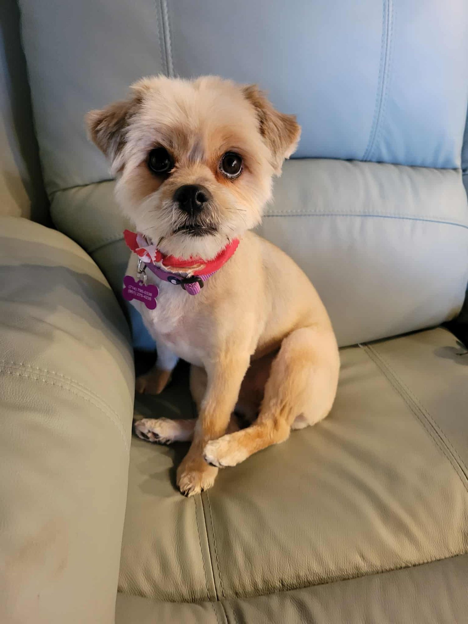 SQUIRT - Shih Tzu available for adoption