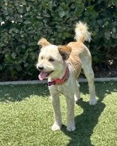 SIENNA - Terrier available for adoption