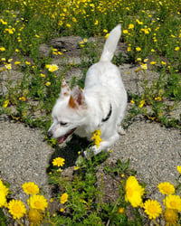 Miles - Photo 6