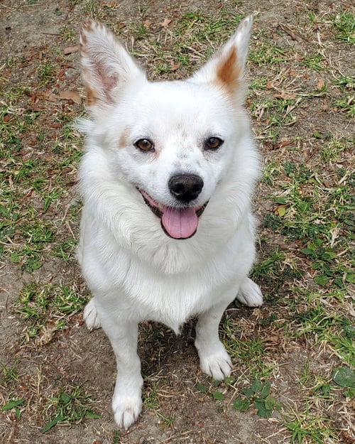 MILES - Cattle Dog / Spaniel available for adoption