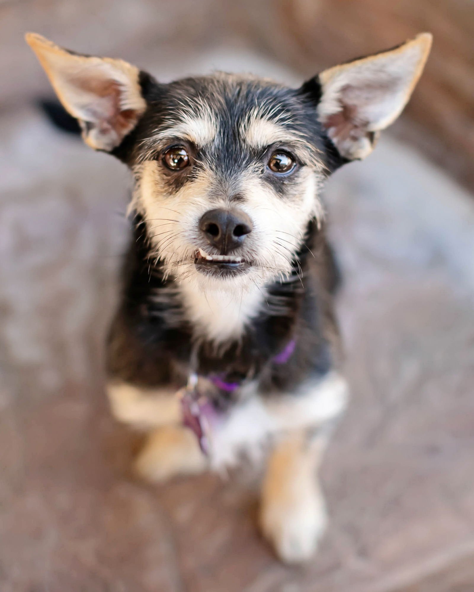 RITA - Terrier available for adoption