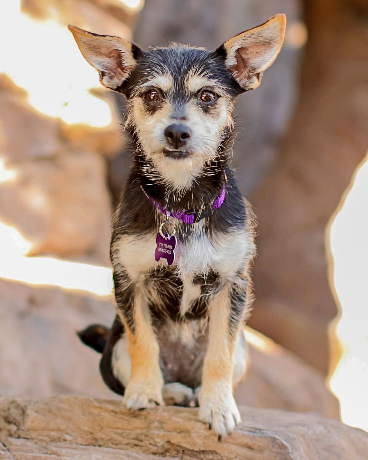 RITA - Terrier available for adoption