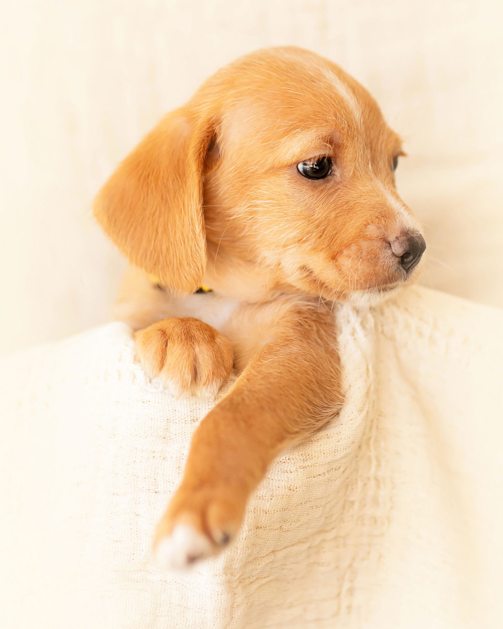 TABBY - Dachshund available for adoption