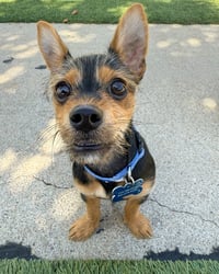 Moose - Photo 11