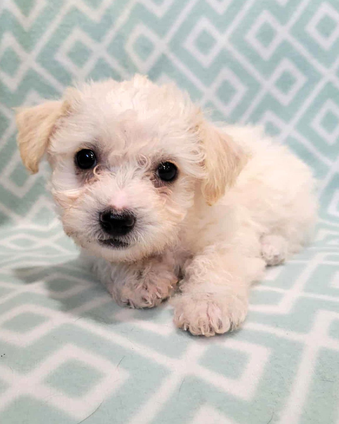 PORTER - Poodle (Miniature) / Terrier available for adoption
