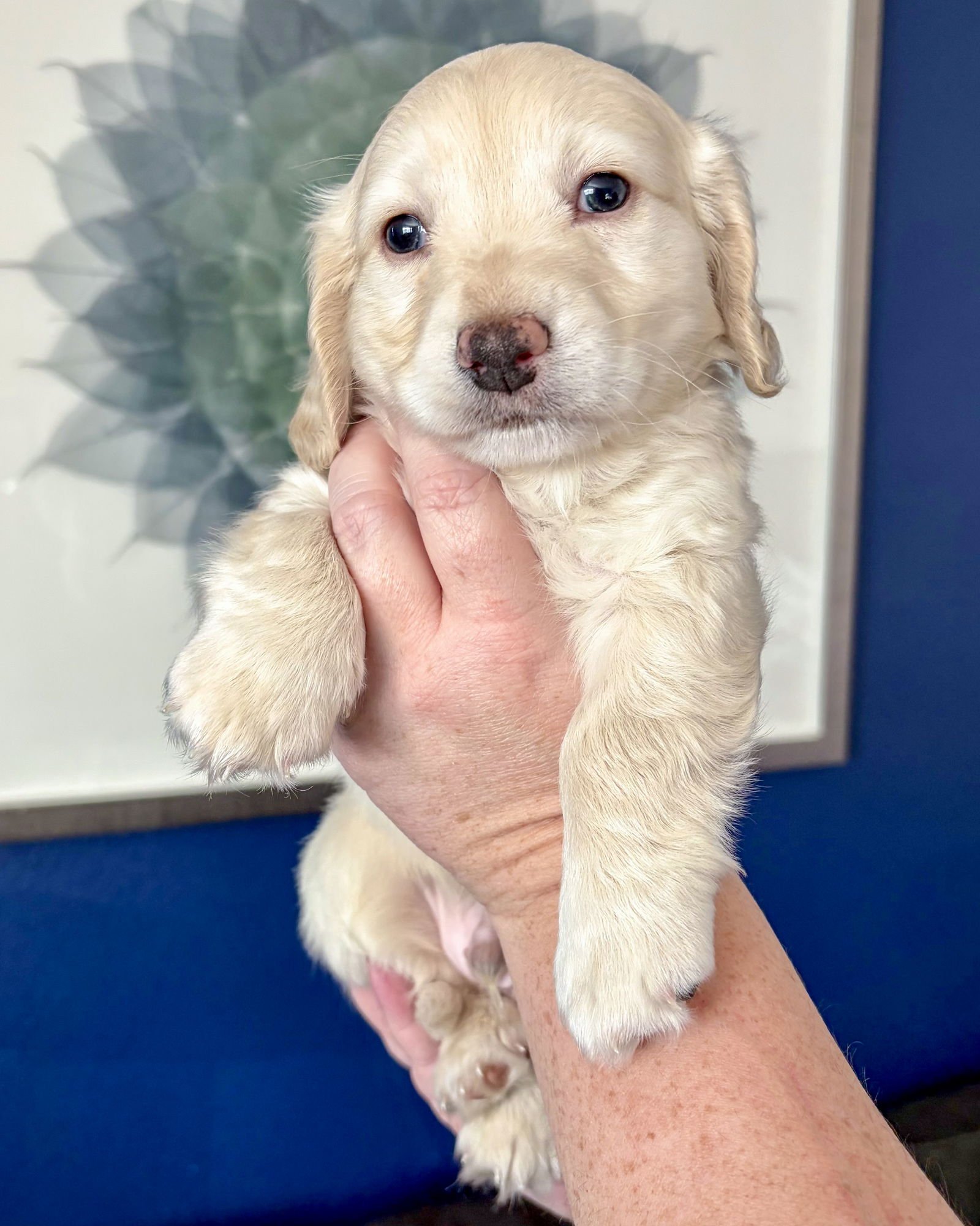 CALLAHAN - Maltese / Spaniel available for adoption