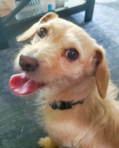 SANDY - Border Terrier / Chihuahua available for adoption