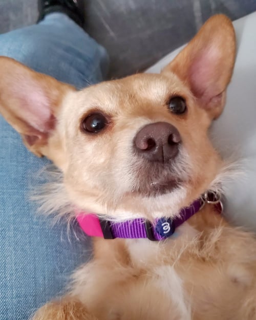 SANDY - Border Terrier / Chihuahua available for adoption