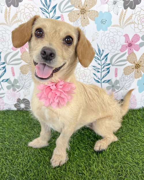 SANDY - Border Terrier / Chihuahua available for adoption