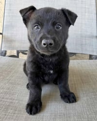 Joey - Photo 1