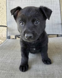 Joey - Photo 2