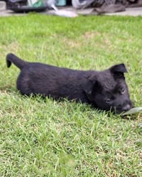 Joey - Photo 3
