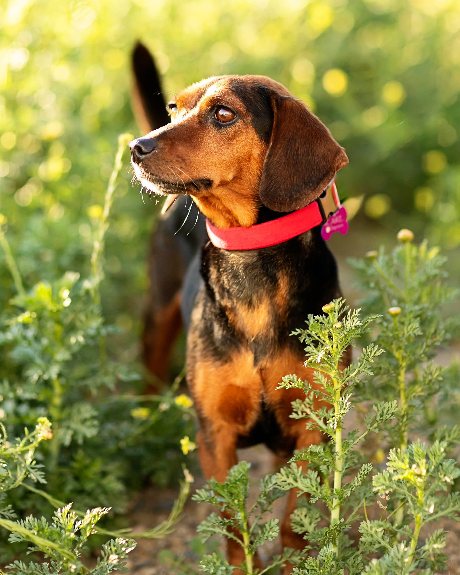 TEDDI - Dachshund / Basset Hound available for adoption