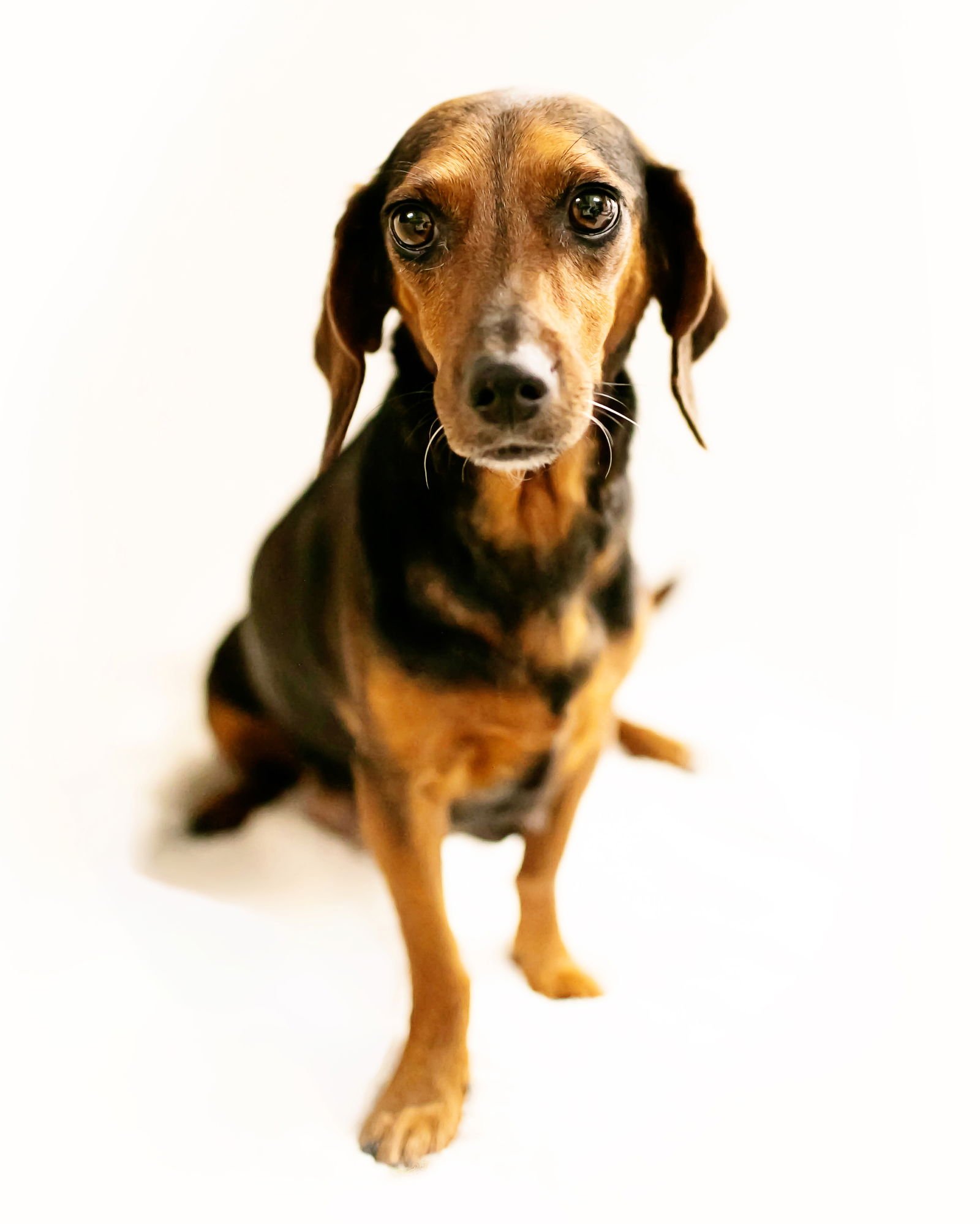 TEDDI - Dachshund / Basset Hound available for adoption