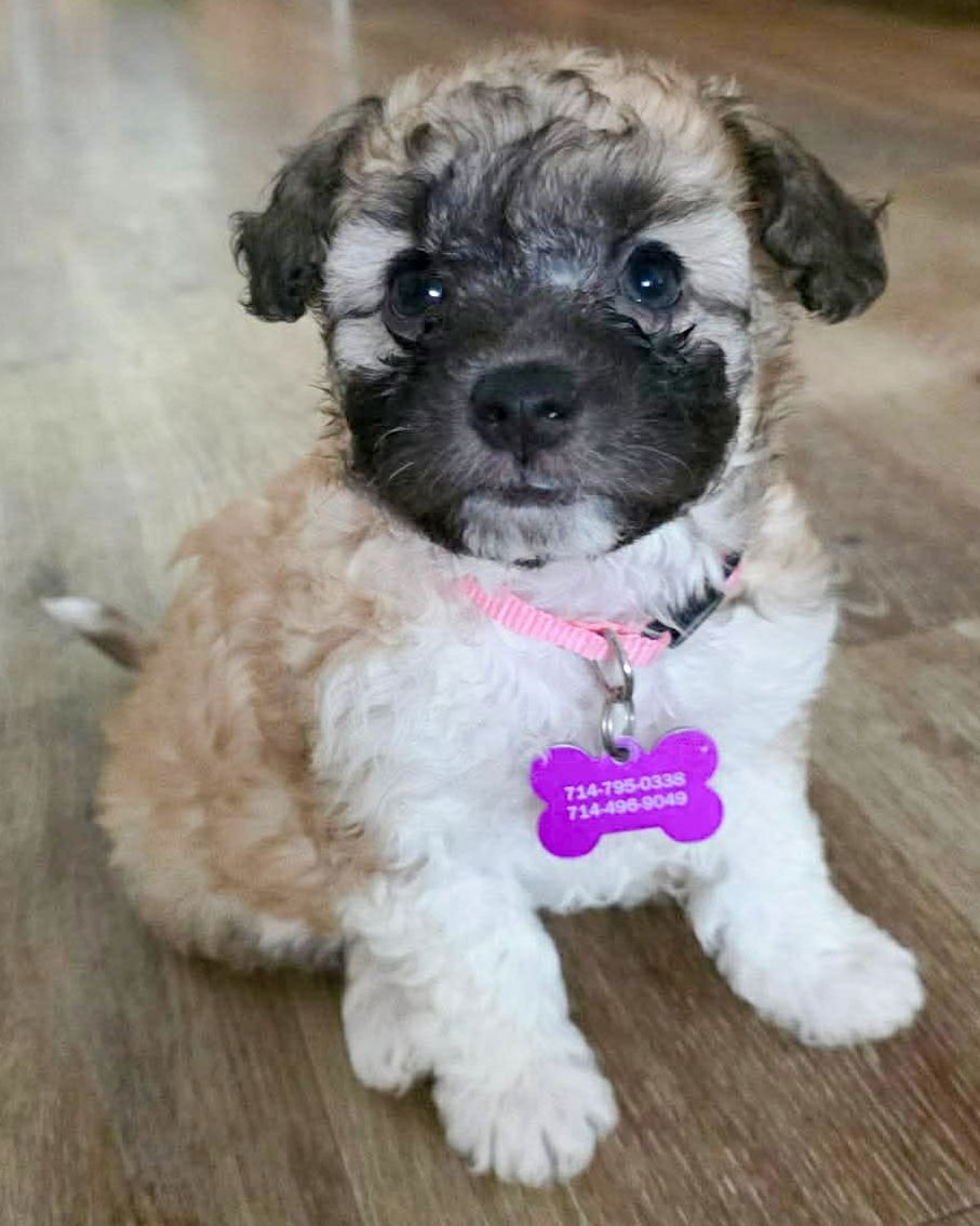 MISTIE - Poodle (Miniature) available for adoption