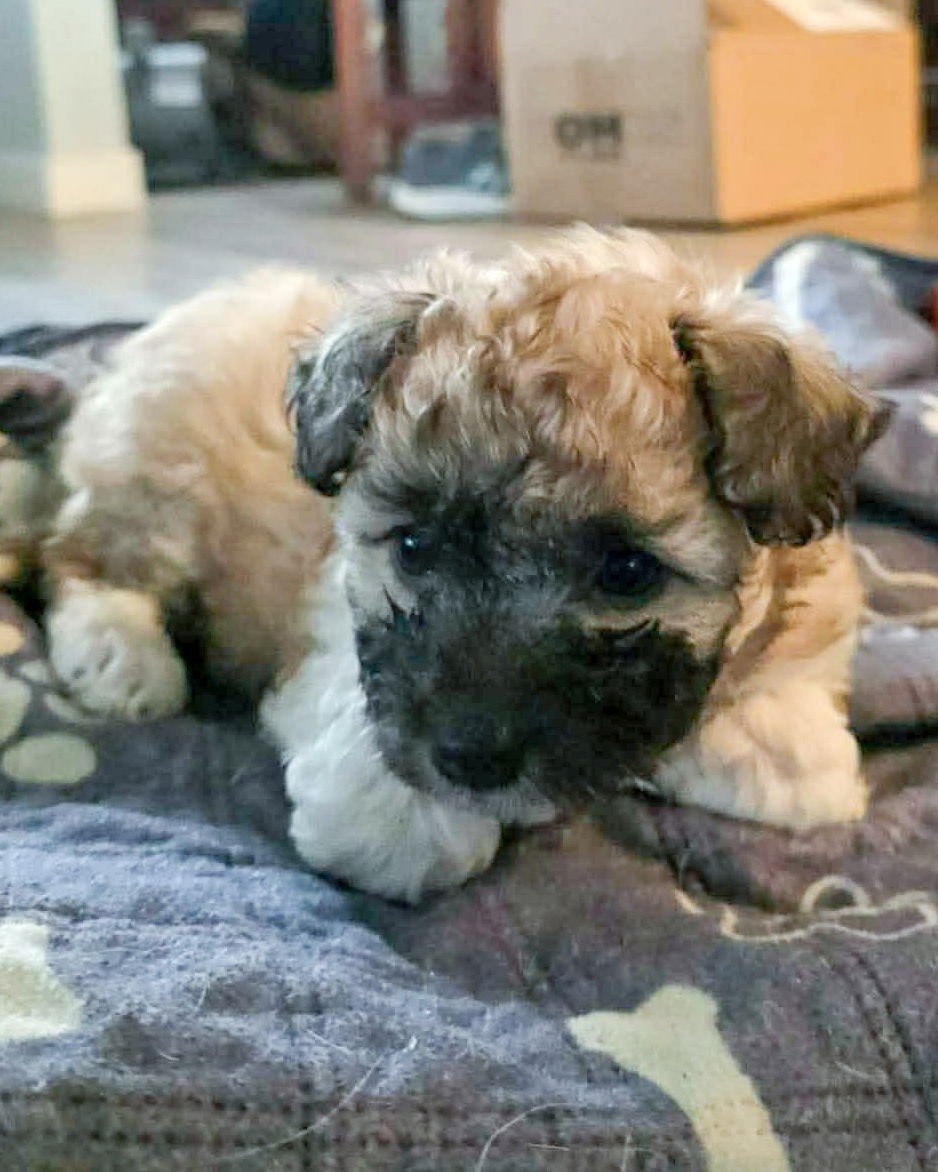 MISTIE - Poodle (Miniature) available for adoption