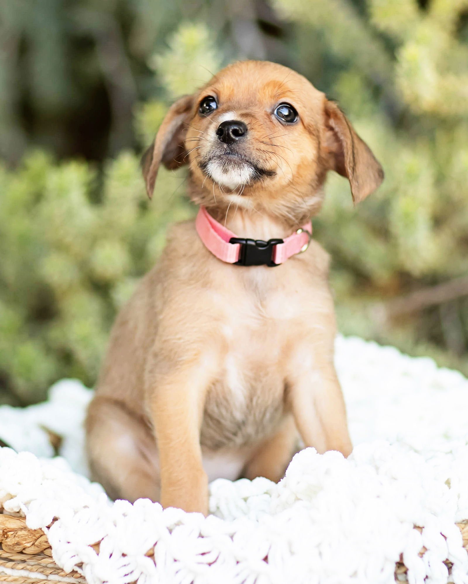 TILLIE - Dachshund available for adoption