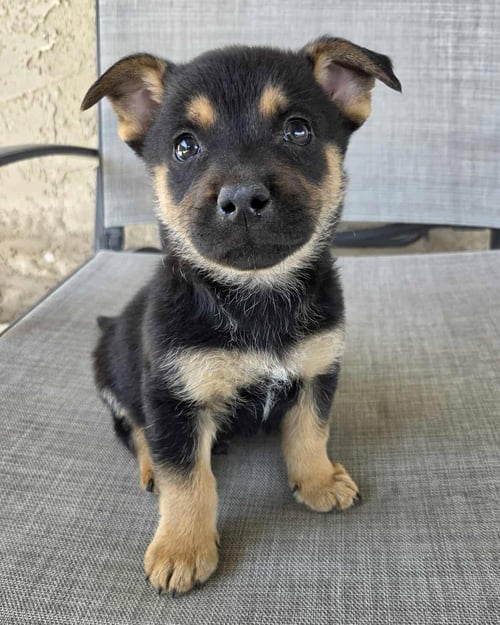 TINN - Terrier / Shepherd available for adoption