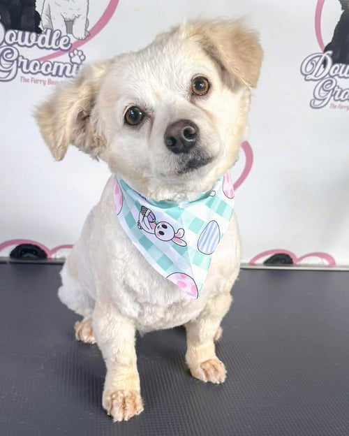 MAGNOLIA - Poodle (Miniature) available for adoption