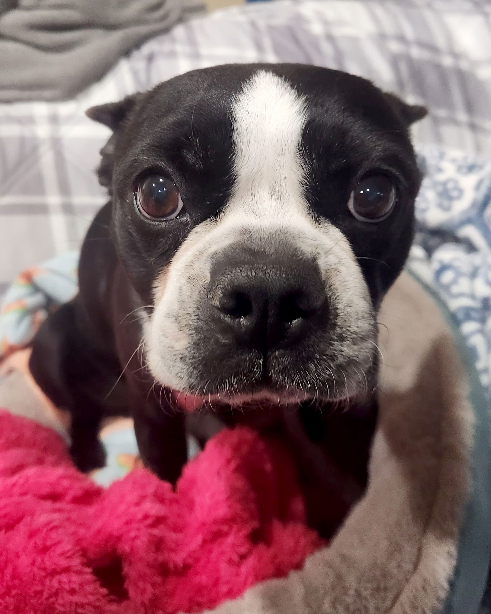 LUCKY - Boston Terrier available for adoption