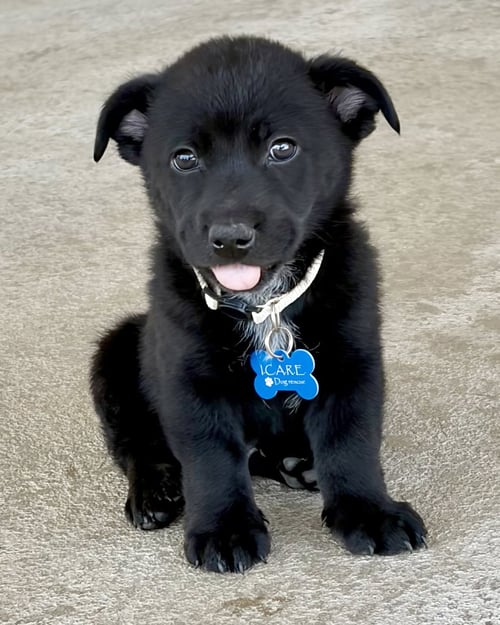KEITH - Shepherd / Terrier available for adoption