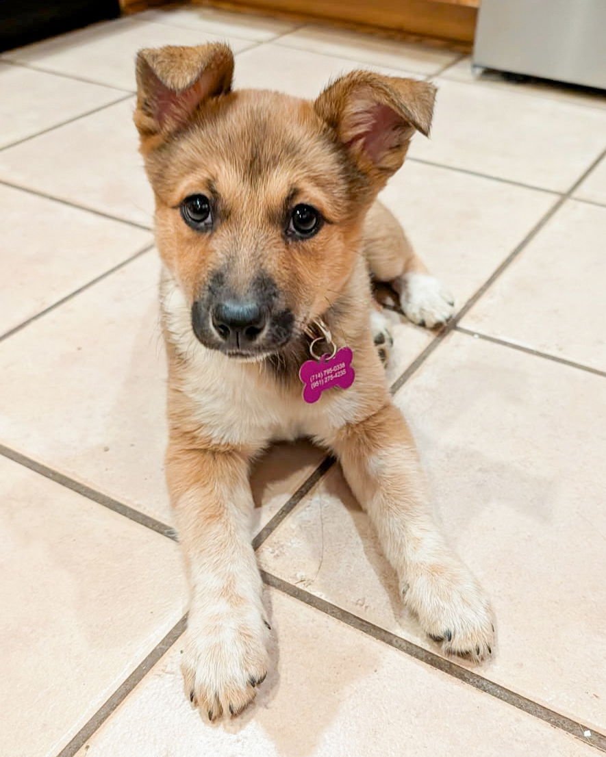 JAM - Australian Cattle Dog/Blue Heeler available for adoption