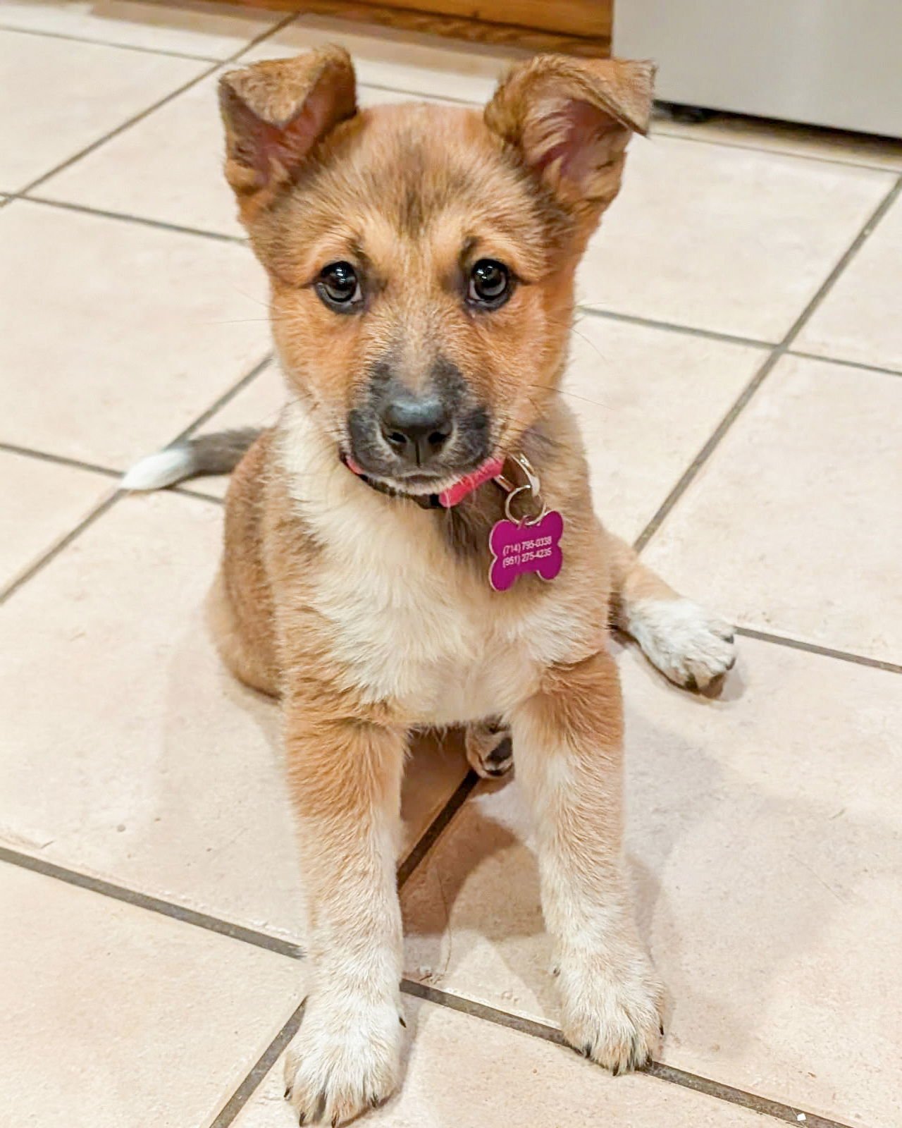 JAM - Australian Cattle Dog/Blue Heeler available for adoption