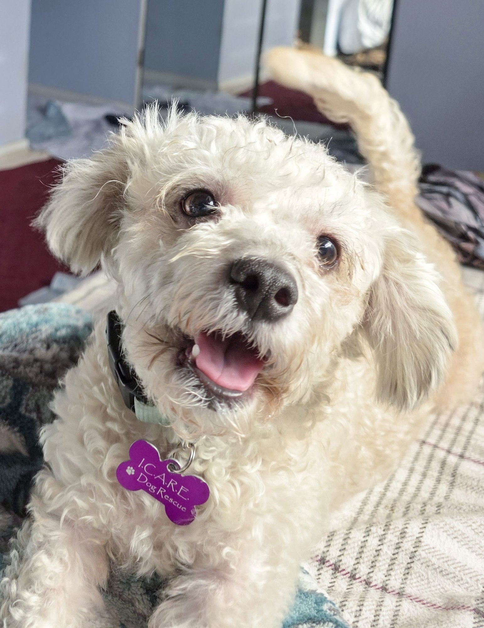 MOCHI - Poodle (Miniature) available for adoption